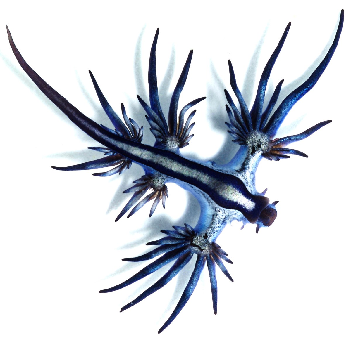 blue dragon mollusk