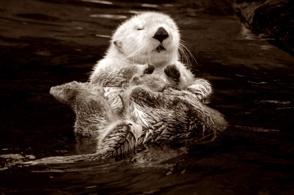 This sea otter has style. Completely at ease and comfortable in his own fur. Well played, sea otter. Photo by Guy Bergstrom.
