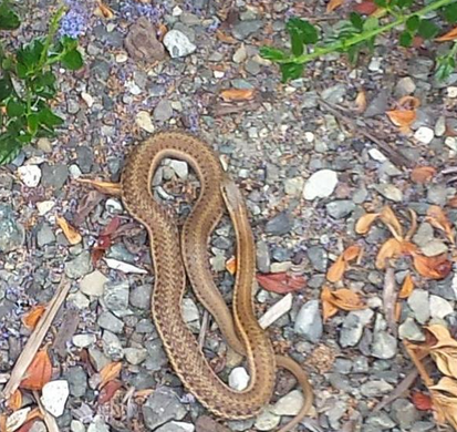 Oh, hai. I've been eating those mice and bugs bothering you. Why are you holding that rock, Mister?