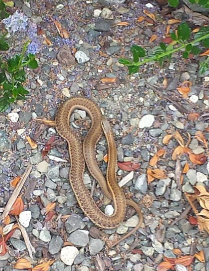 Oh, hai. I've been eating those mice and bugs bothering you. Why are you holding that rock, Mister?