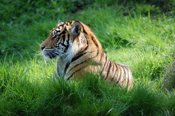 This tiger is cooler than the other side of the pillow. He's got authority, doesn't he? Like you could hand him a script and he'd read the nightly news. Photo by Guy Bergstrom.