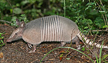 A nine-banded armadillo in the wild. Photo courtesy of Wikipedia commons.