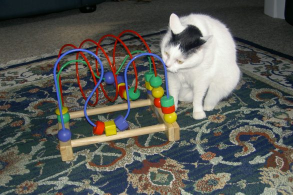 Joy the Cat inspecting alien technology.