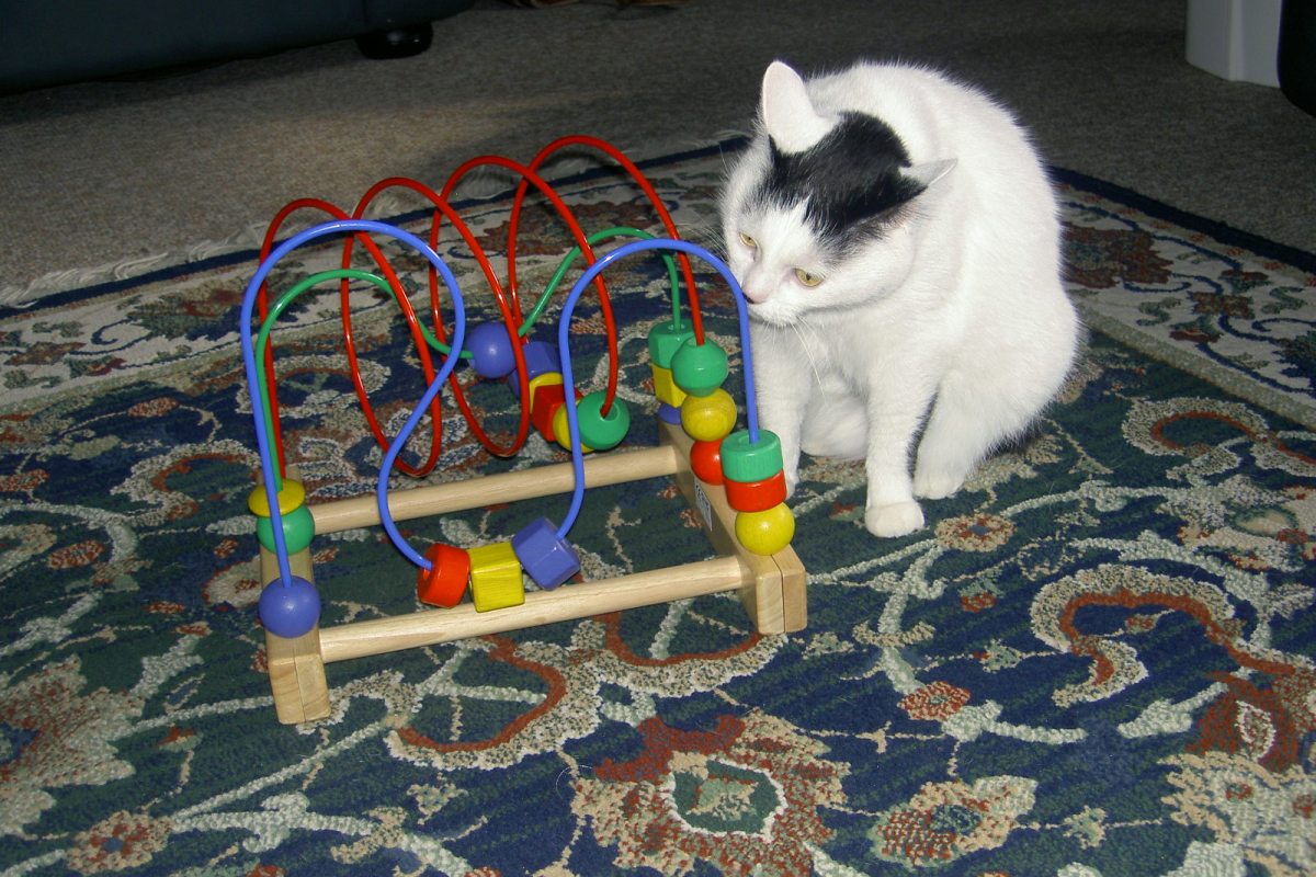 Joy the Cat inspecting alien technology.
