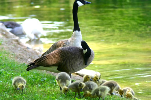 Goose with gooslings or ducklings or whatever they are called