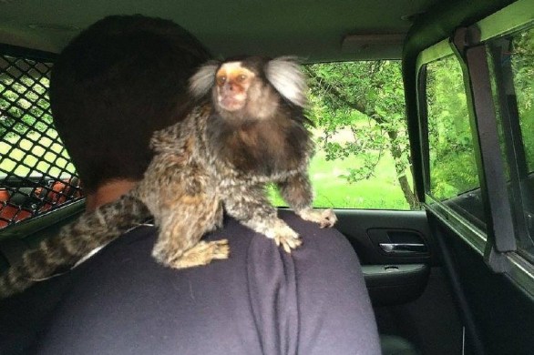 Monkey chase. Photo courtesy of the Burien Police Department.