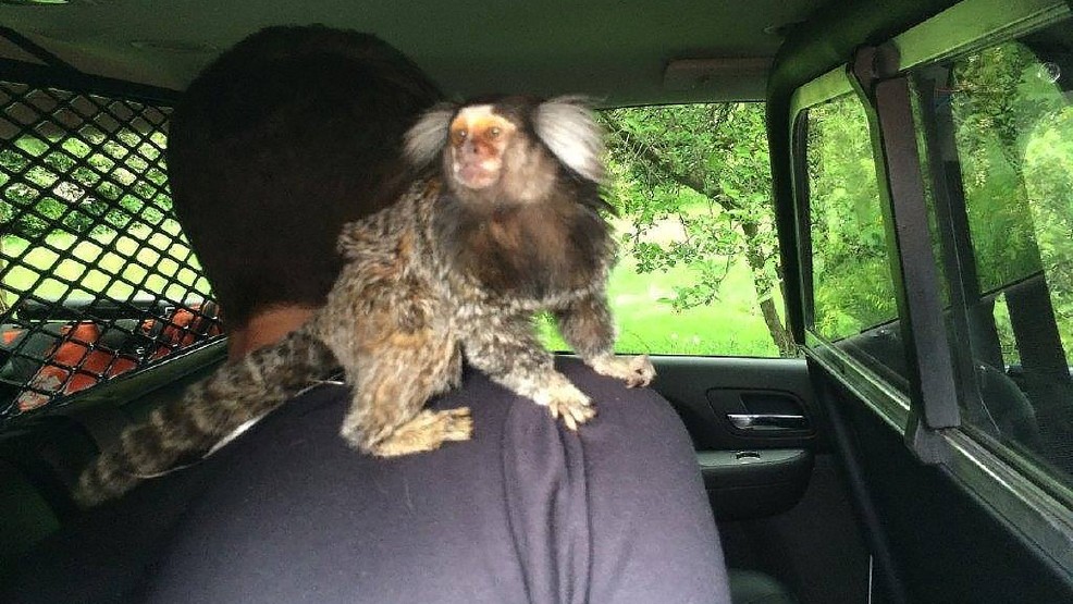 Monkey chase. Photo courtesy of the Burien Police Department.