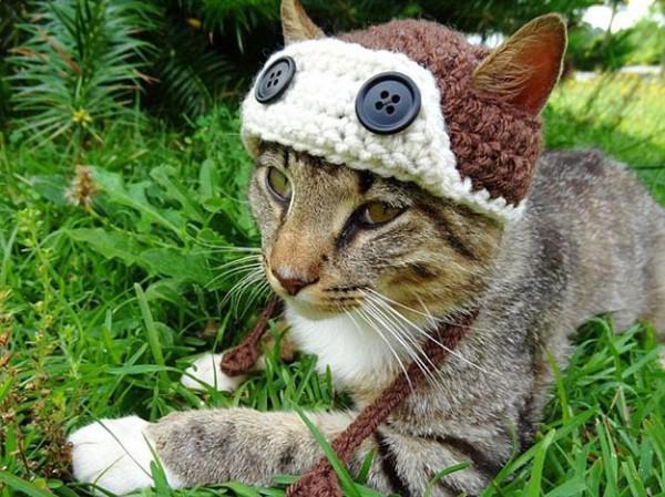 knit hats for cats
