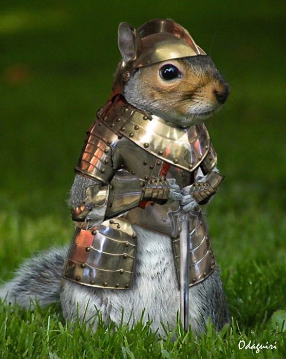 armored-squirrel-2