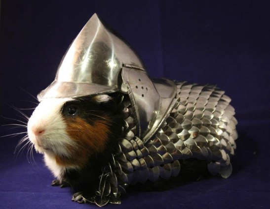 guinea-pig-armor