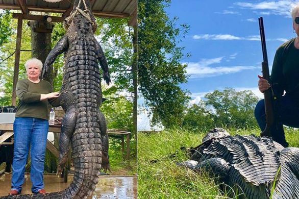 texas grandma kills alligator avenging death of her miniature horse